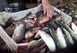 ارتفاع أسعار الأسماك بكفر الشيخ (5)                                                                                                                                                                     