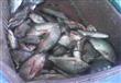 ارتفاع أسعار الأسماك بكفر الشيخ (8)                                                                                                                                                                     