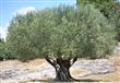 شجرة في سيناء ذكرها القرآن وأثبت العلم فوائدها الع