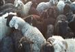 ضبط 6 آلاف ماشية مصابة بالحمى القلاعية                                                                                                                                                                  