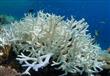 ظاهرة تبييض الشعاب المرجانية