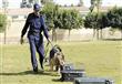 تدريب كلاب الأمن والحراسـة                                                                                                                                                                              