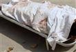 النيابة العامة تصرح بدفن 5 جثث قتلوا في مذبحة ثأر