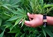 نبات الماريجوانا المخدر