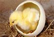 باحثون-المان-يحددون-جنس-البيضة-800x445