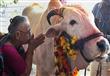 الهندوس يقدسون البقر - ارشيفية