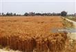 حقول القمح بالإسكندرية (2)                                                                                                                                                                              