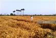 حقول القمح بالإسكندرية (5)                                                                                                                                                                              