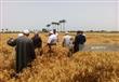 حقول القمح بالإسكندرية                                                                                                                                                                                  