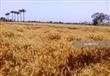 حقول القمح بالإسكندرية (8)                                                                                                                                                                              