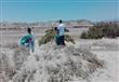 حملة لتنظيف شاطئ مرسى علم  (7)                                                                                                                                                                          