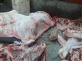 ضبط رؤوس ماشية نافقة قبل بيعها للمواطنين في الفيوم (2)                                                                                                                                                  