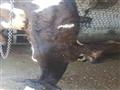 ضبط رؤوس ماشية نافقة قبل بيعها للمواطنين في الفيوم (4)                                                                                                                                                  