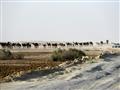 قطريون يقودون قافلة من الإبل في منطقة ابو سمرا الح