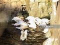 بجع حديقة حيوان الجيزة يتغذى على مخلفات الصرف (4)                                                                                                                                                       
