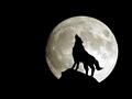 القمر الذئب