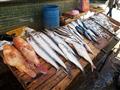 أسعار الأسماك (3)                                                                                                                                                                                       