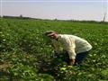 حملة من الزراعة لتفقد محصول القطن في الإسماعيلية (7)                                                                                                                                                    