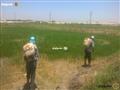 حملة لإزالة زراعات الأرز المخالفة في الإسماعيلية (5)                                                                                                                                                    