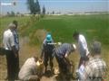 حملة لإزالة زراعات الأرز المخالفة في الإسماعيلية (11)                                                                                                                                                   