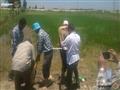 حملة لإزالة زراعات الأرز المخالفة في الإسماعيلية (12)                                                                                                                                                   