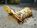 حقيقة-استخدام-الخل-للتخلص-من-النمل-في-مطبخك