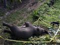 السلطات الهندية الرصاص على فيل وأردته قتيلا