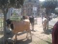 توافد العشرات من أهالي مدينة دمياط على شادر بيع اللحوم بأسعار مخفضة (1)                                                                                                                                 