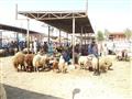 سوق الماشية والأغنام بالسويس (1)