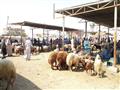 سوق الماشية والأغنام بالسويس (2)                                                                                                                                                                        