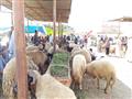سوق الماشية والأغنام بالسويس (3)                                                                                                                                                                        