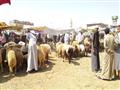 سوق الماشية والأغنام بالسويس (4)                                                                                                                                                                        