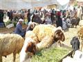 سوق الماشية والأغنام بالسويس (5)                                                                                                                                                                        