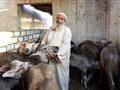 سوق دمنهور الدولى للماشية تصوير  حسام دياب (47)                                                                                                                                                         