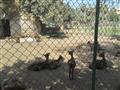 حديقة حيوان بني سويف                                                                                                                                                                                    