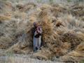 مزارع افغاني يحمل حزمة من القمح في احدى ضواحي مزار