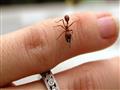 يمكن الشفاء من الصدفية بواسطة هذا النوع من النمل