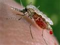ينجم مرض الملاريا عن طفيلي ينتشر من خلال البعوض مص