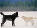   الكلب والذئب.. أيهما أذكى؟