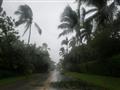 الرياح العاتية المرافقة للإعصار إيرما تعصف بأشجار 
