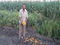 لوادر الصرف الزراعي تدهس محصولي القطن والذرة بالمنوفية (7)                                                                                                                                              