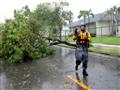 شجرة سقطت جراء اعصار ايرما في فاجاردو في بورتوريكو