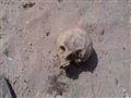 عظام وجماجم بشرية عثر عليها بأسيوط (2)                                                                                                                                                                  