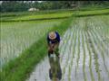 زراعة الأرز بالمياه المالحة