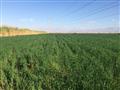 رمال جنوب سيناء تفتح أحضانها للزراعات (6)                                                                                                                                                               