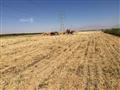 رمال جنوب سيناء تفتح أحضانها للزراعات (12)                                                                                                                                                              