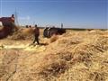 رمال جنوب سيناء تفتح أحضانها للزراعات (14)                                                                                                                                                              