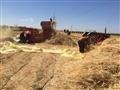رمال جنوب سيناء تفتح أحضانها للزراعات (15)                                                                                                                                                              