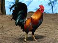   دراسة تحلل العلاقة العاطفية لـ"الديك" مع الدجاج.