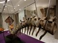 بيع ذيل ديناصور منقرض في مزاد علني بمبلغ 95805 ملا